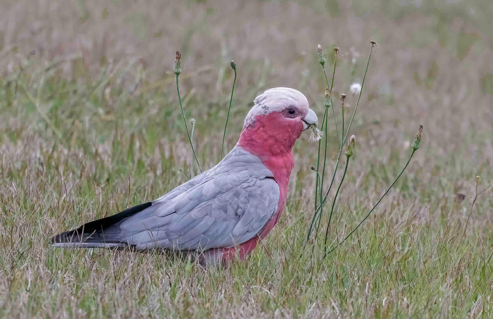 Honour For Digital Galah By Lekha Suraweera