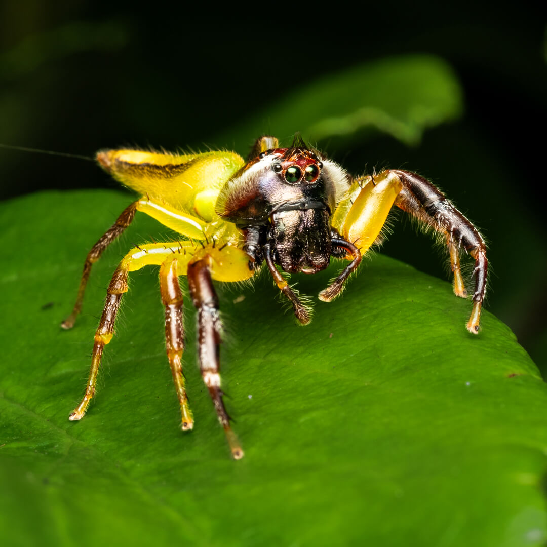 Honour For Digital Male Mopsus Mormon By Margareta Dewilde