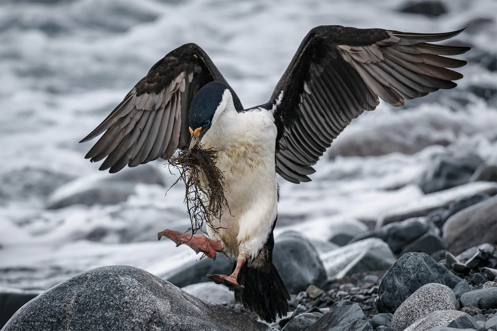 Honour For Digital Nesting Antarctic Cormorant By Jefferey Mott