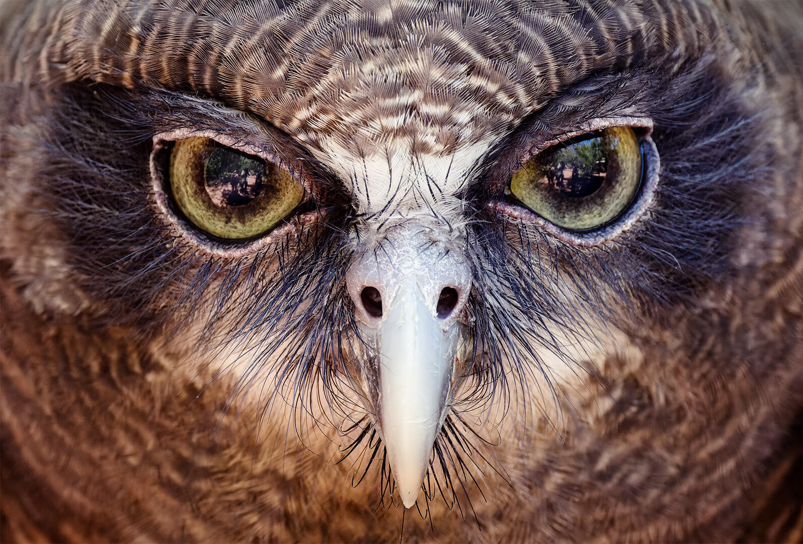 Honour For Digital Ruby The Rufous Owl By Jefferey Mott