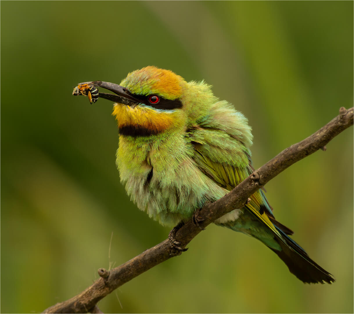 Honour For Print Portrait Of A Rainbow Bee Eater By Paul MacKay