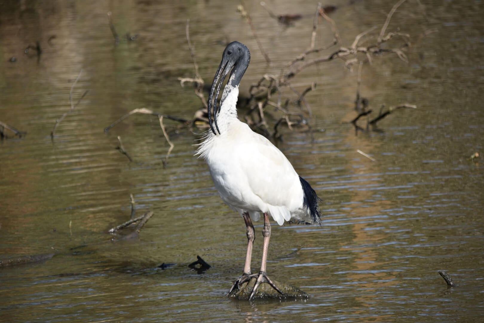 Merit For Digital AB123 Ibis Standing Tall By Gwenda Kruger