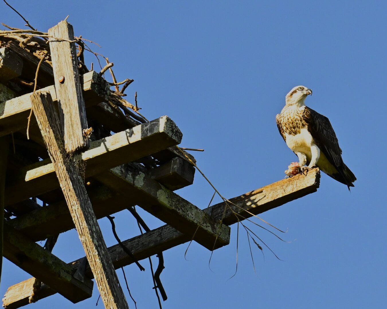 Merit For Digital Dinner Time By Carol Rustichelli