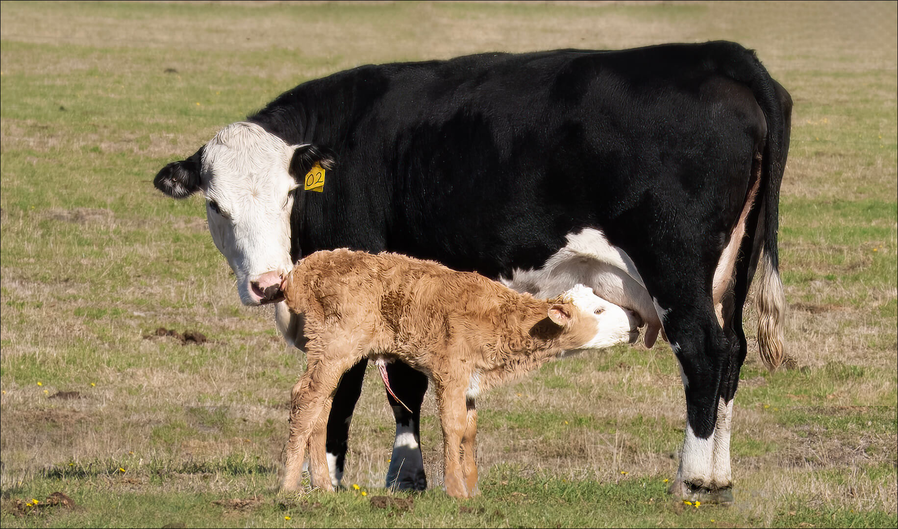 Merit For Digital First Milk By Cheryl Zwart