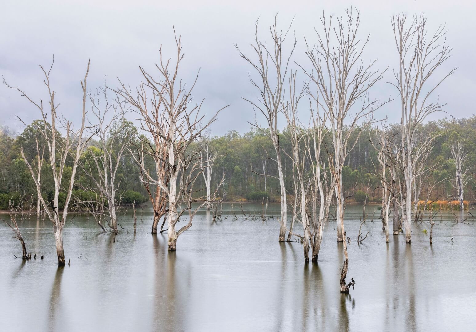 Merit For Digital Trees In The Water By Shuying Jiang