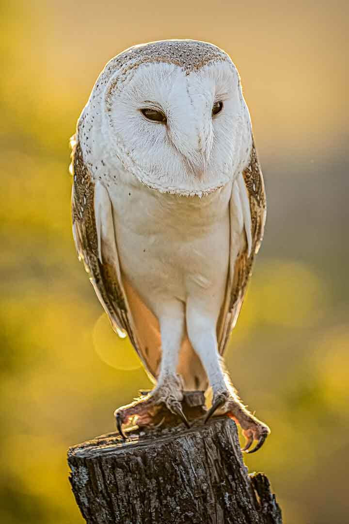 Merit For Print Barn Owl By Lekha Suraweera