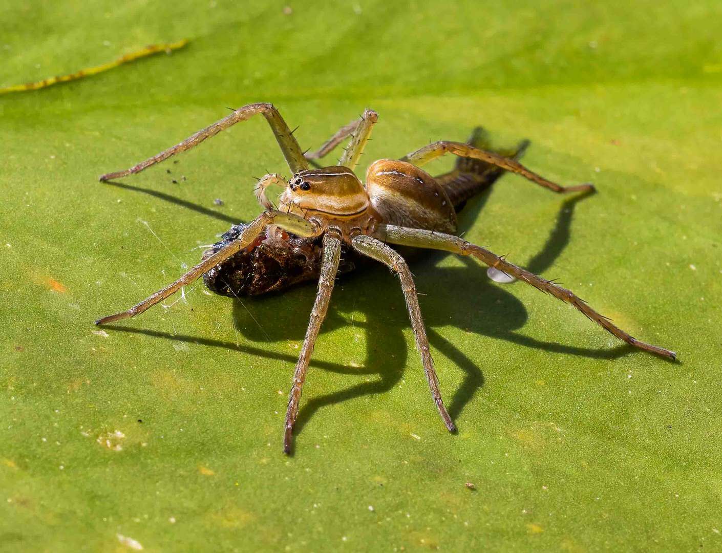 Merit For Print FishEating Spider By Christine Jull