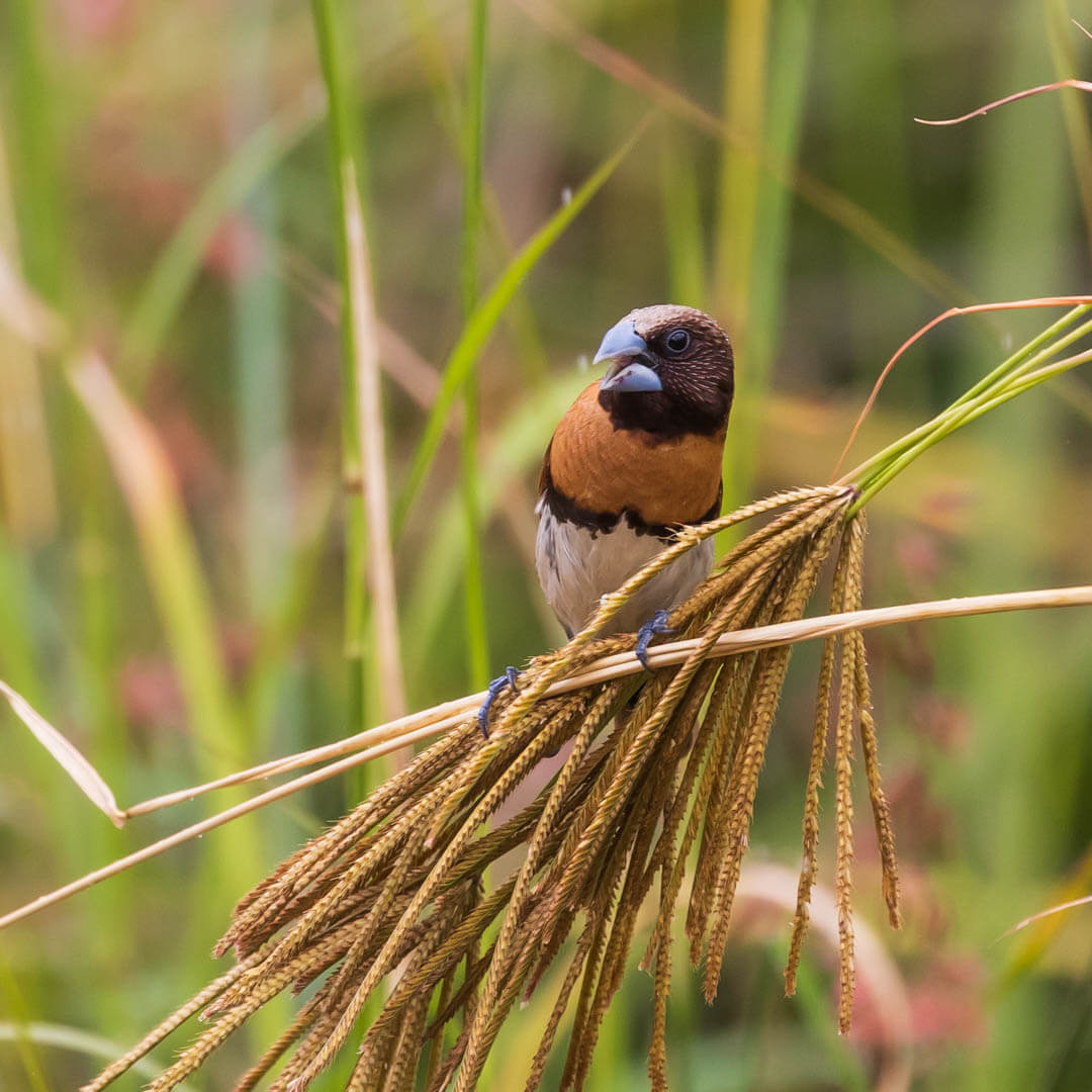 Merit For Print Seeds A Plenty By Susan Chisholm