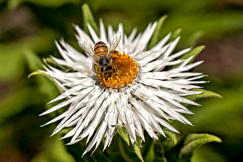 Merit For Digital Bee Collecting Nectar By Swarna Wijesekera