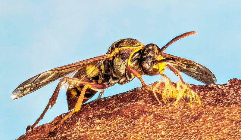Merit For Print A029 Wasp With Lynx Spider Preyjprg By Bob Garnett