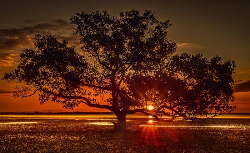 Merit For Mangrove Sunset By Paul MacKay