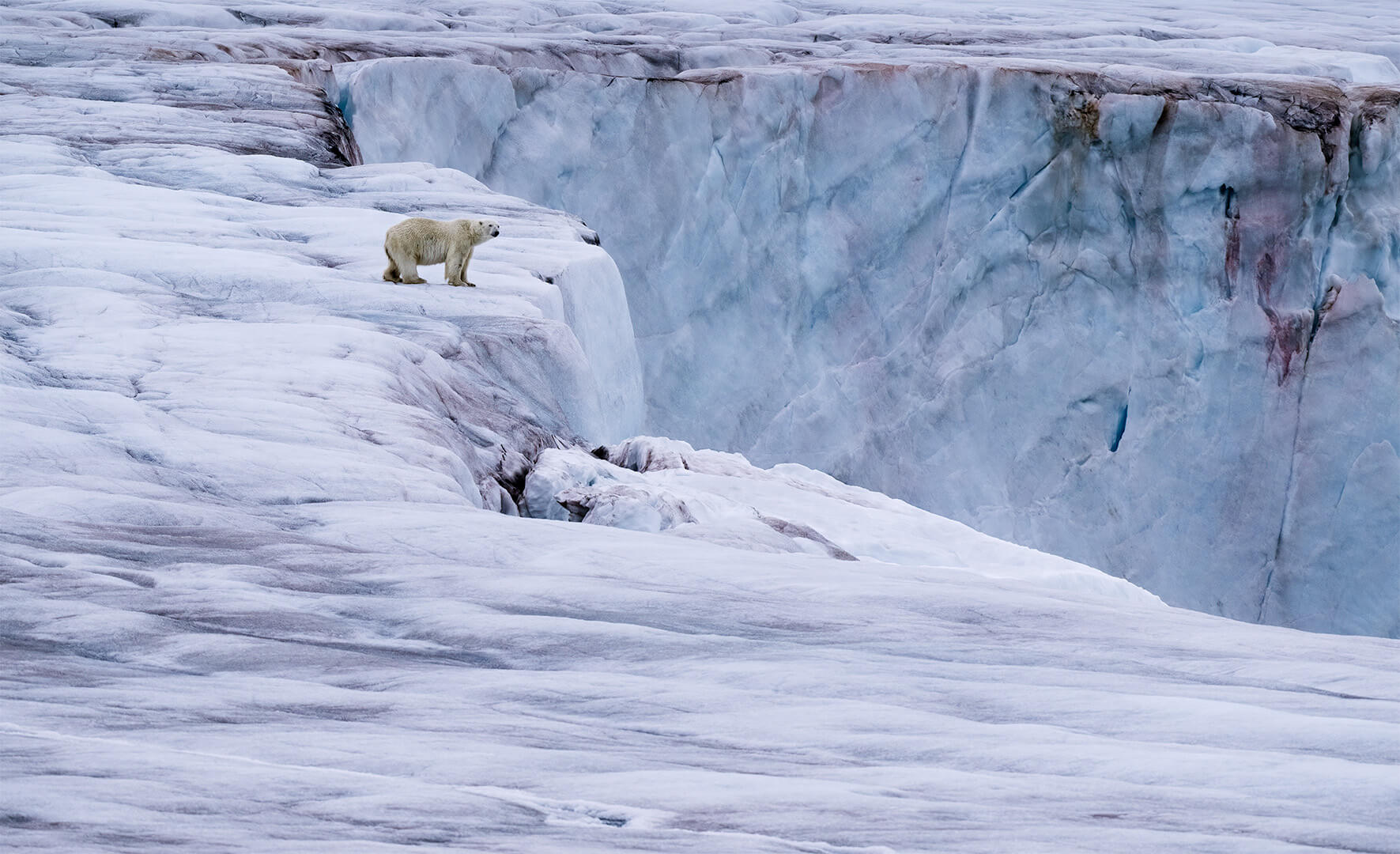 Honour For Digital Polar Bear On Glacier By Jefferey Mott