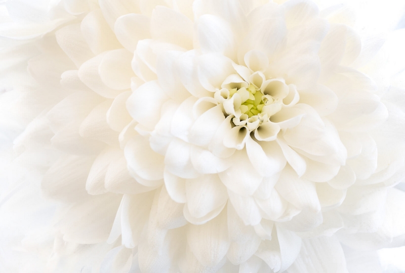 Honour For Digital Bloom For A Bride By Susan Chisholm