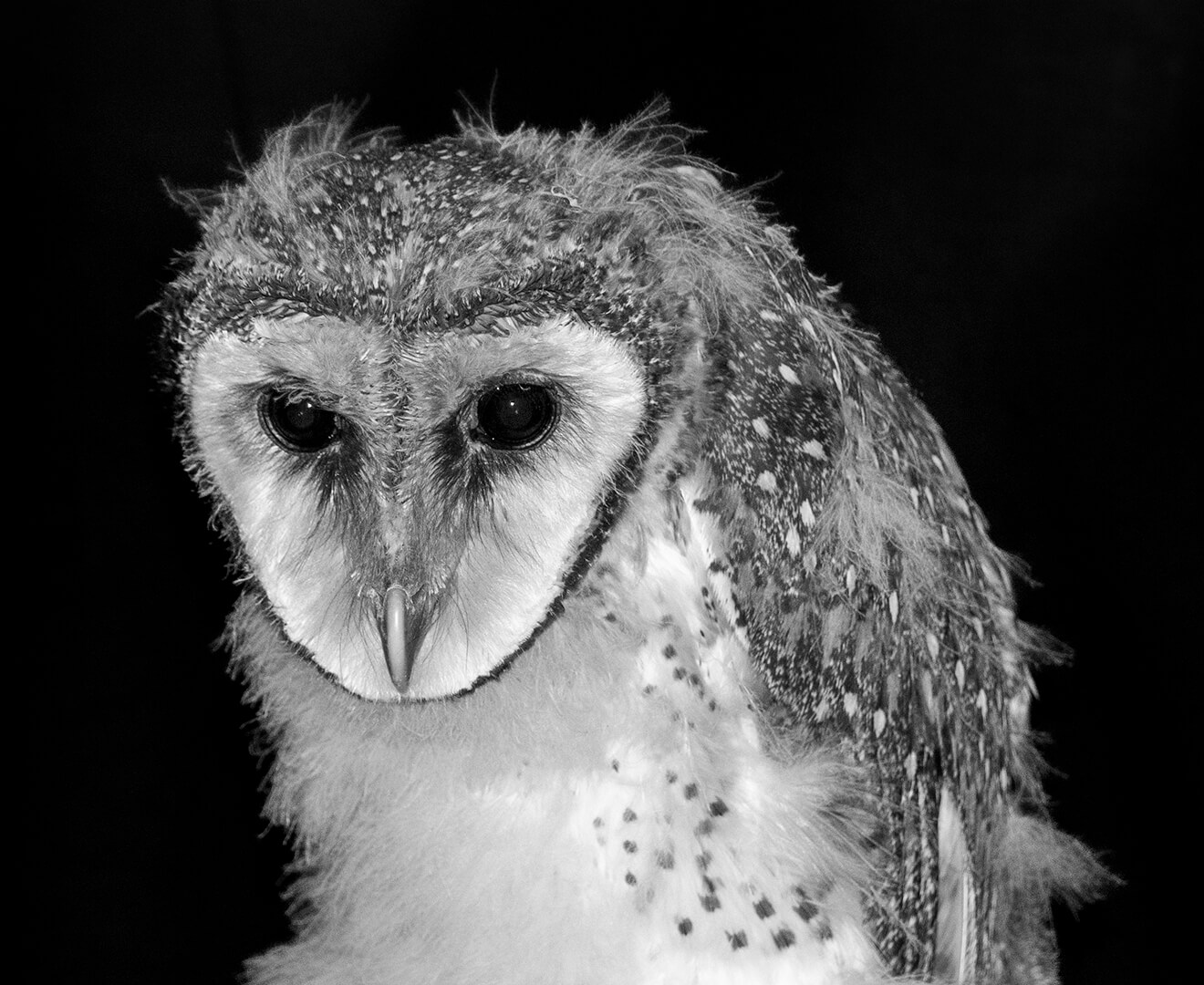 Honour For Digital Barn Owl By Janet Richardson