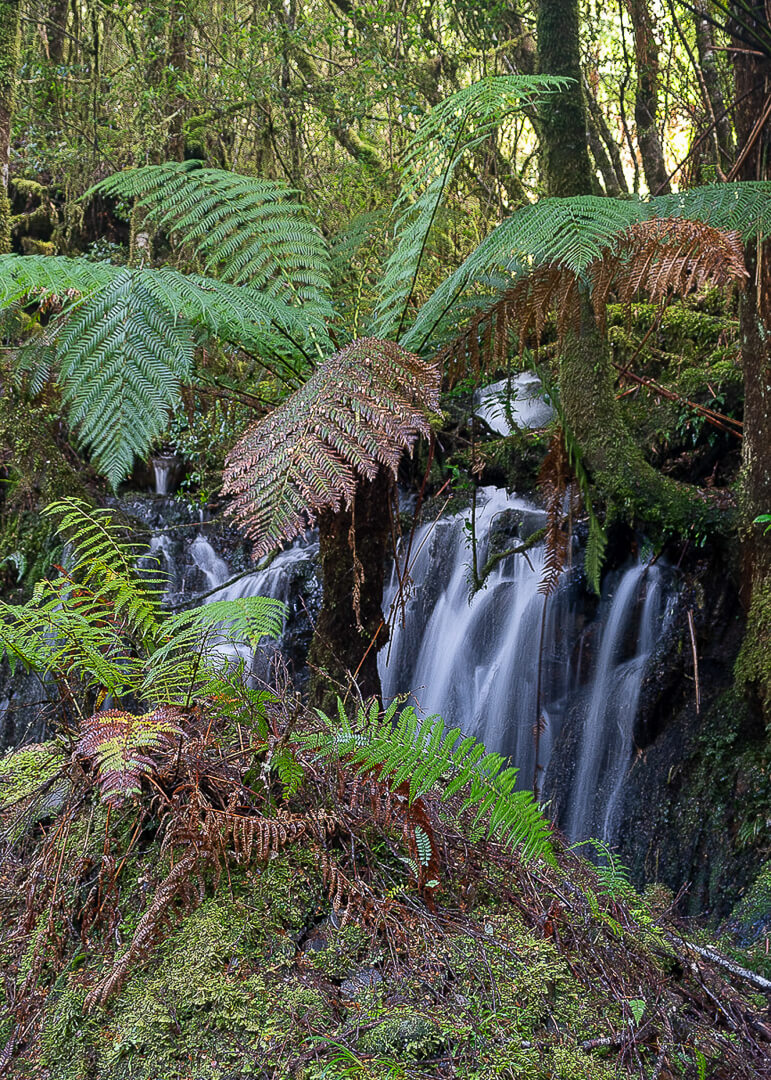 Honour For Print Forest Fernery By Susan Chisholm