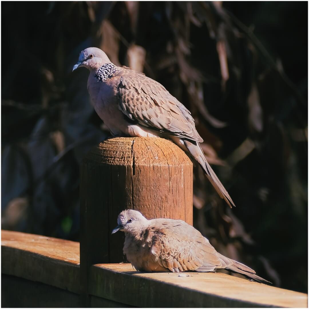 Merit For Digital A Pigeon Pair By Bill Van Diest