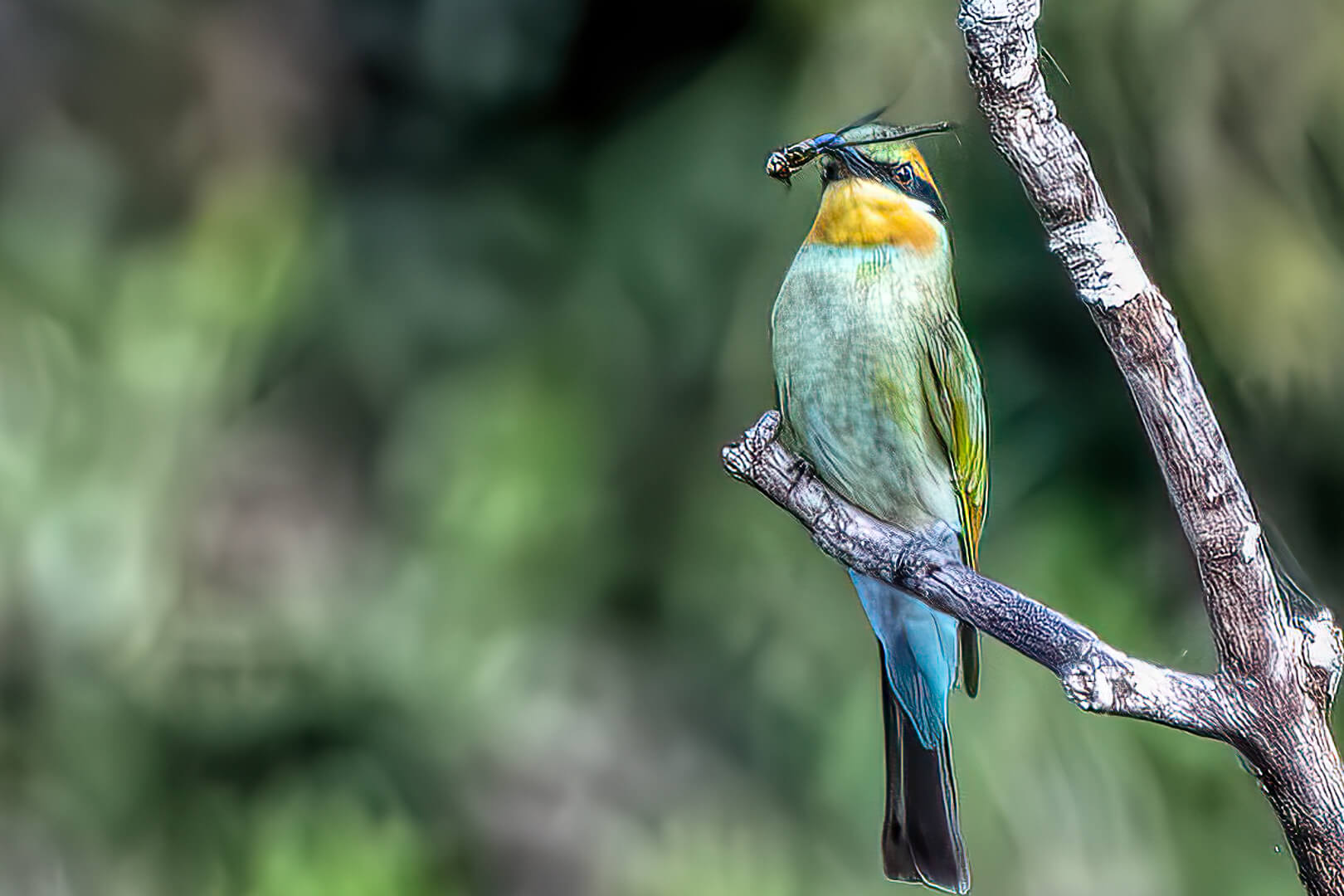 Merit For Digital Bee Eater With Dragon Fly By Swarna Wijesekera