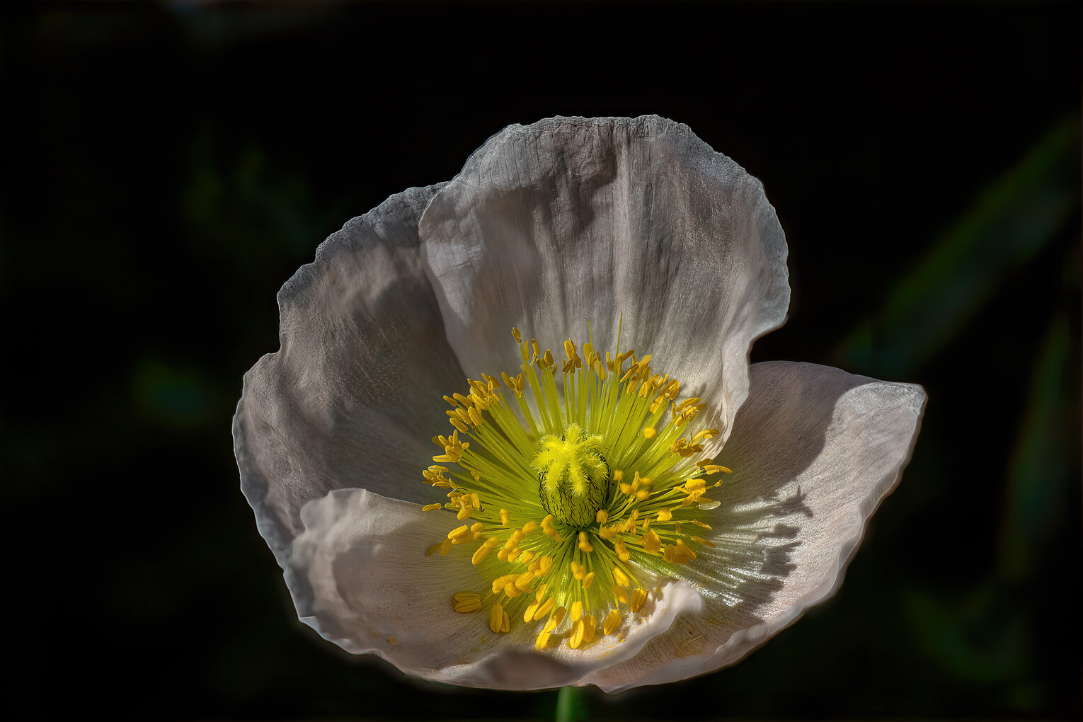 Merit For Print Poppy Flower  In The Morning Sun By Swarna Wijesekera