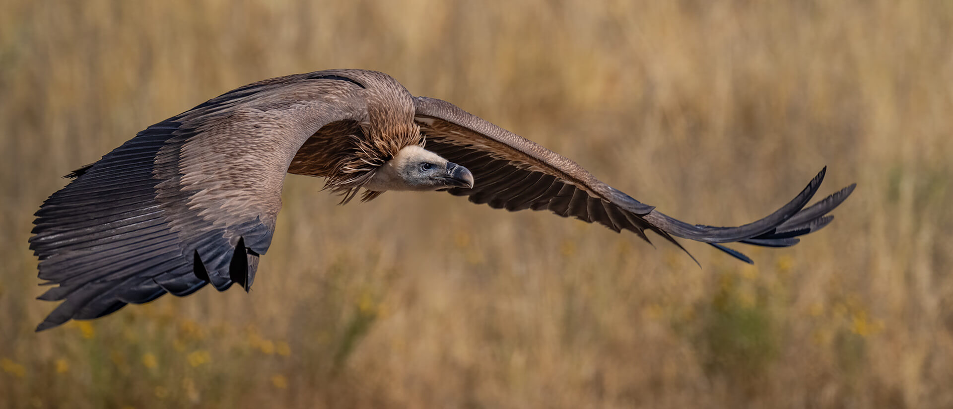 Honour For Digital Griffon Vulture In Flight By Jefferey Mott