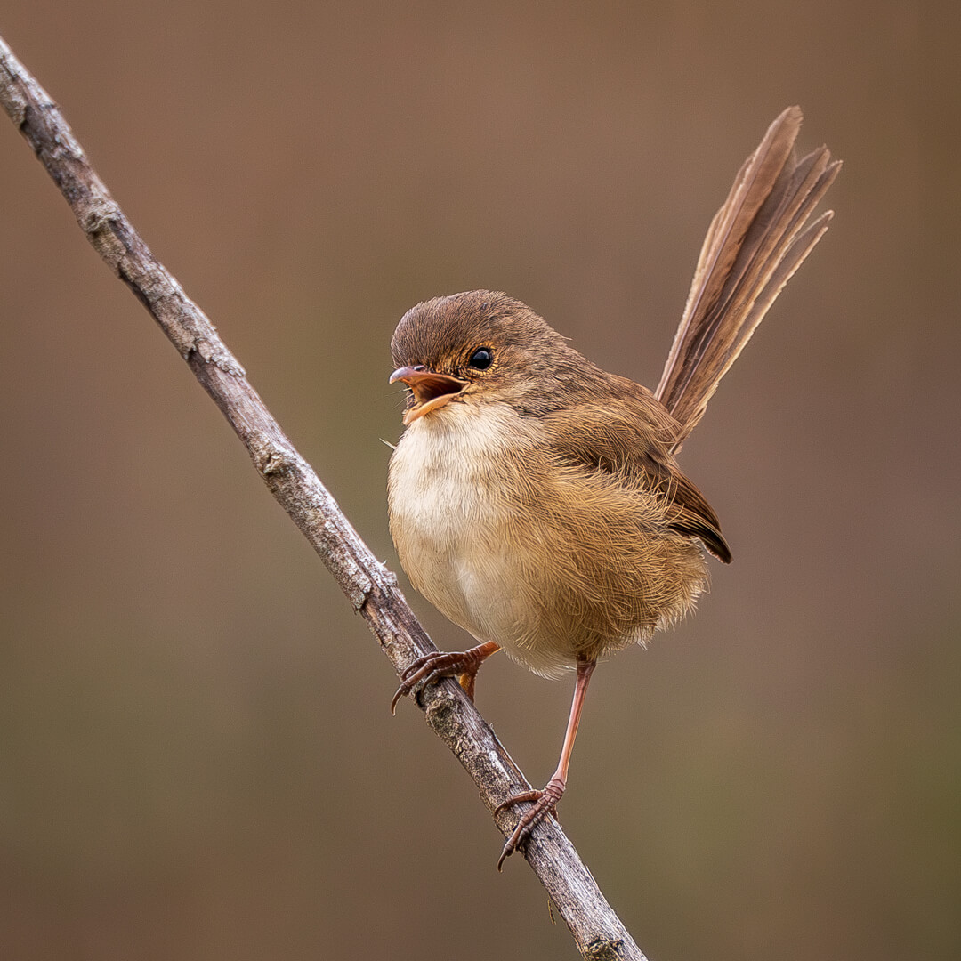 Honour For Digital Little Bird Singing By Rose Parr