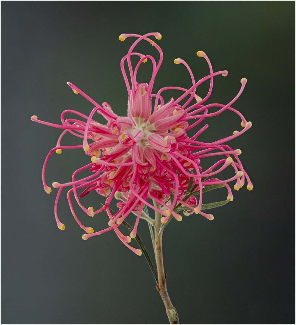 Honour For Digital Queen Of The Grevilleas By Susan Chisholm