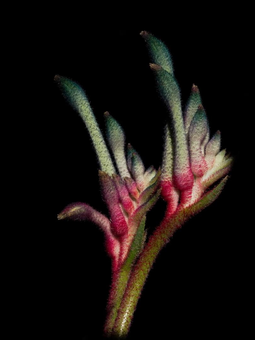 Merit For Digital 83 Kangaroo Paw By Trudi Aykens