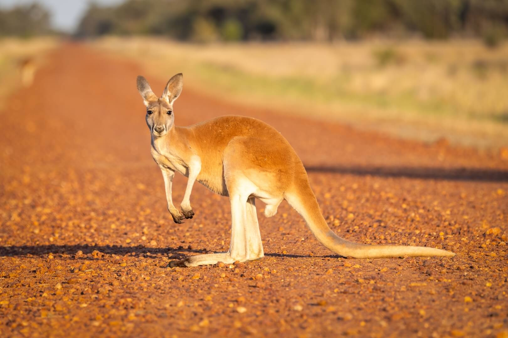 Merit For Digital A45 Outback Roo By Heidi Wallis