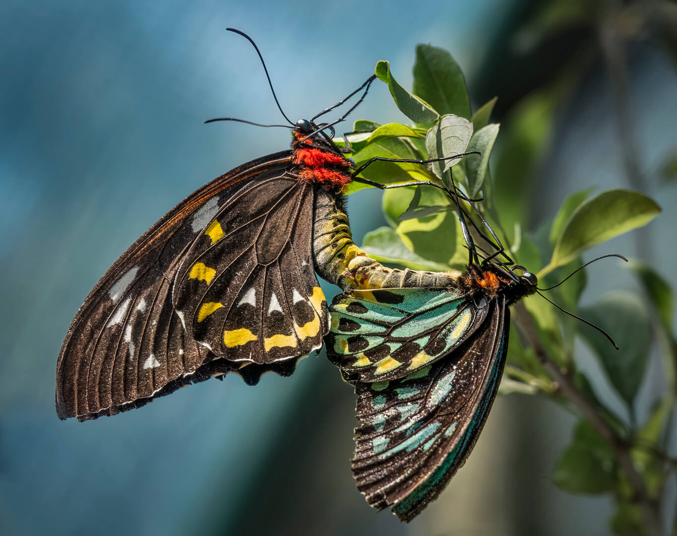 Merit For Digital Cairns Birdwing Butterflies By Hazel Sempf