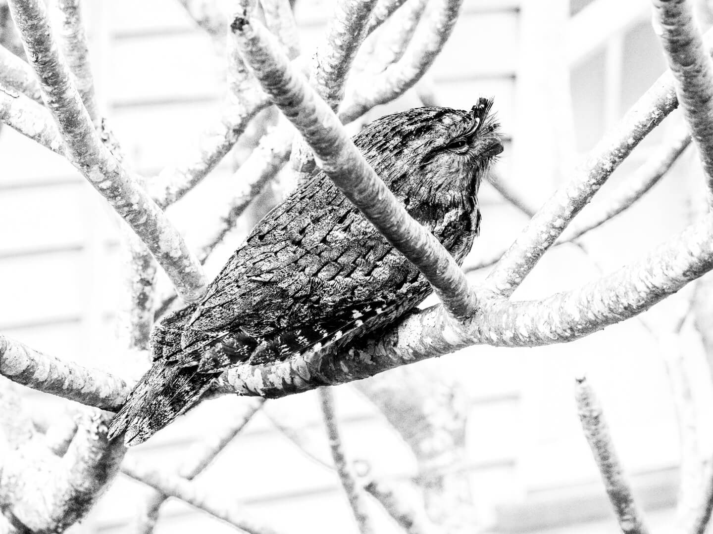 Merit For Digital Tawny Frogmouth By Margareta Dewilde