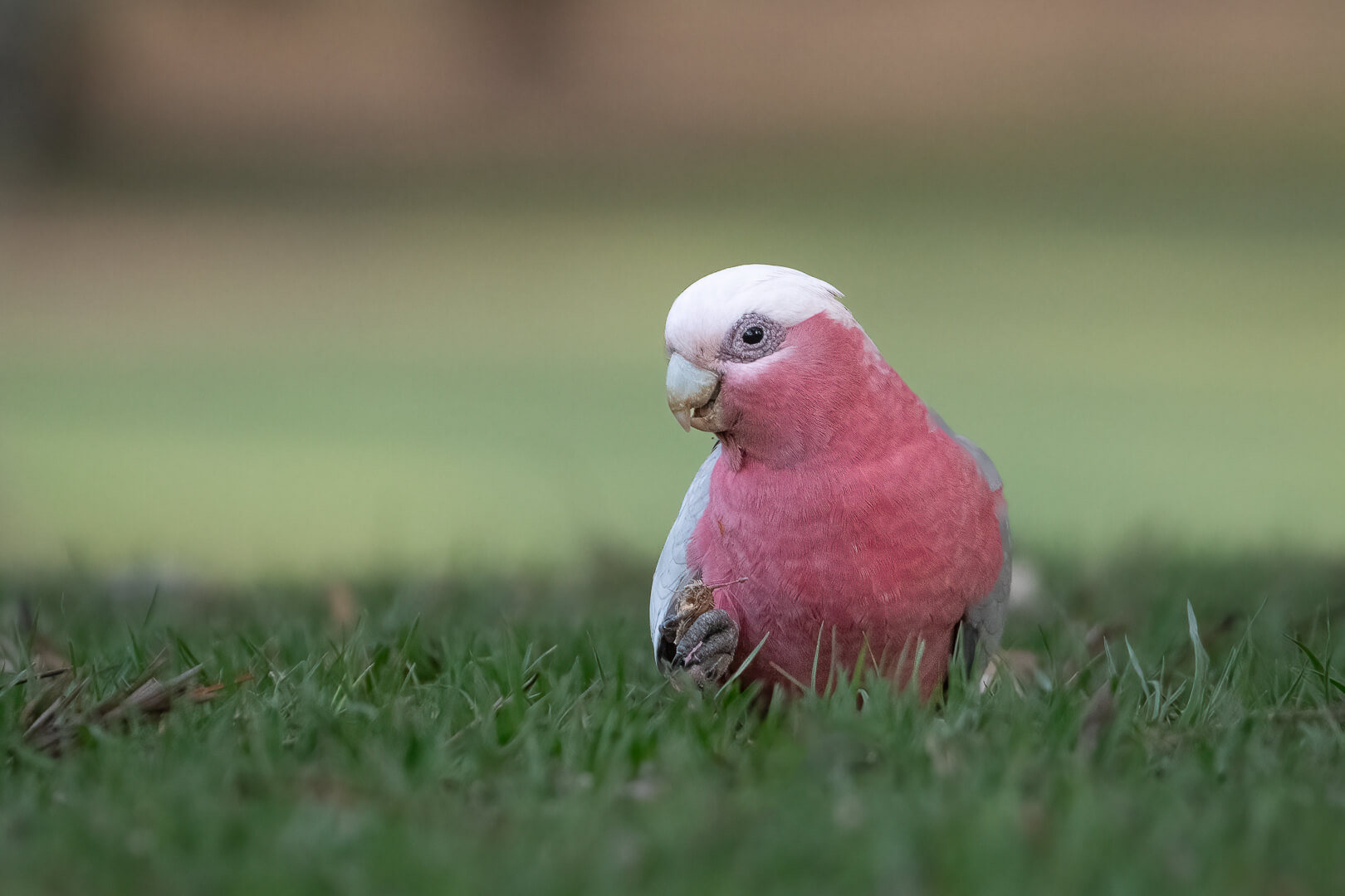 Merit For Print A Smile For The Camera By Susan Chisholm