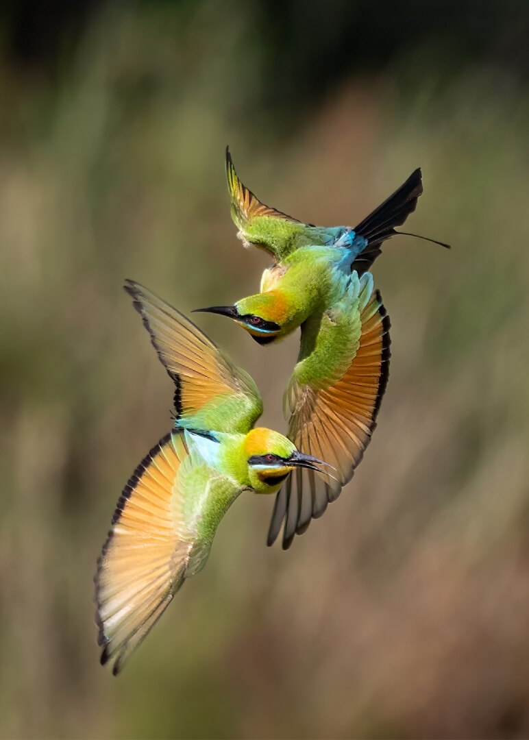 Merit For Print Rainbow Bee Eater Ballet By Kerri Anne Cook