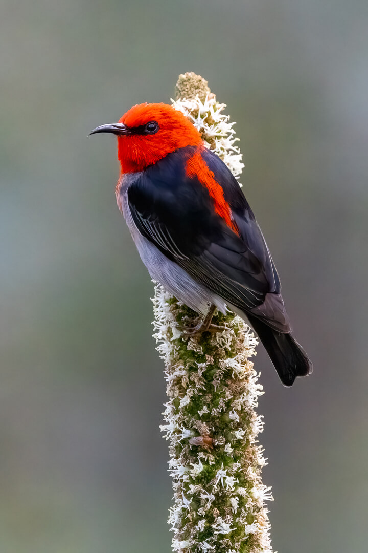 Merit For Print Scarlet Honey Eater By Lekha Suraweera