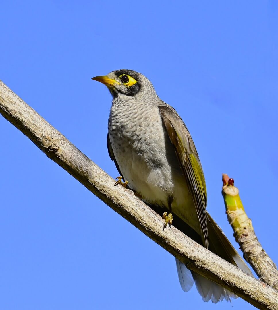 Honour For Digital Honeyeater By Carol Rustichelli