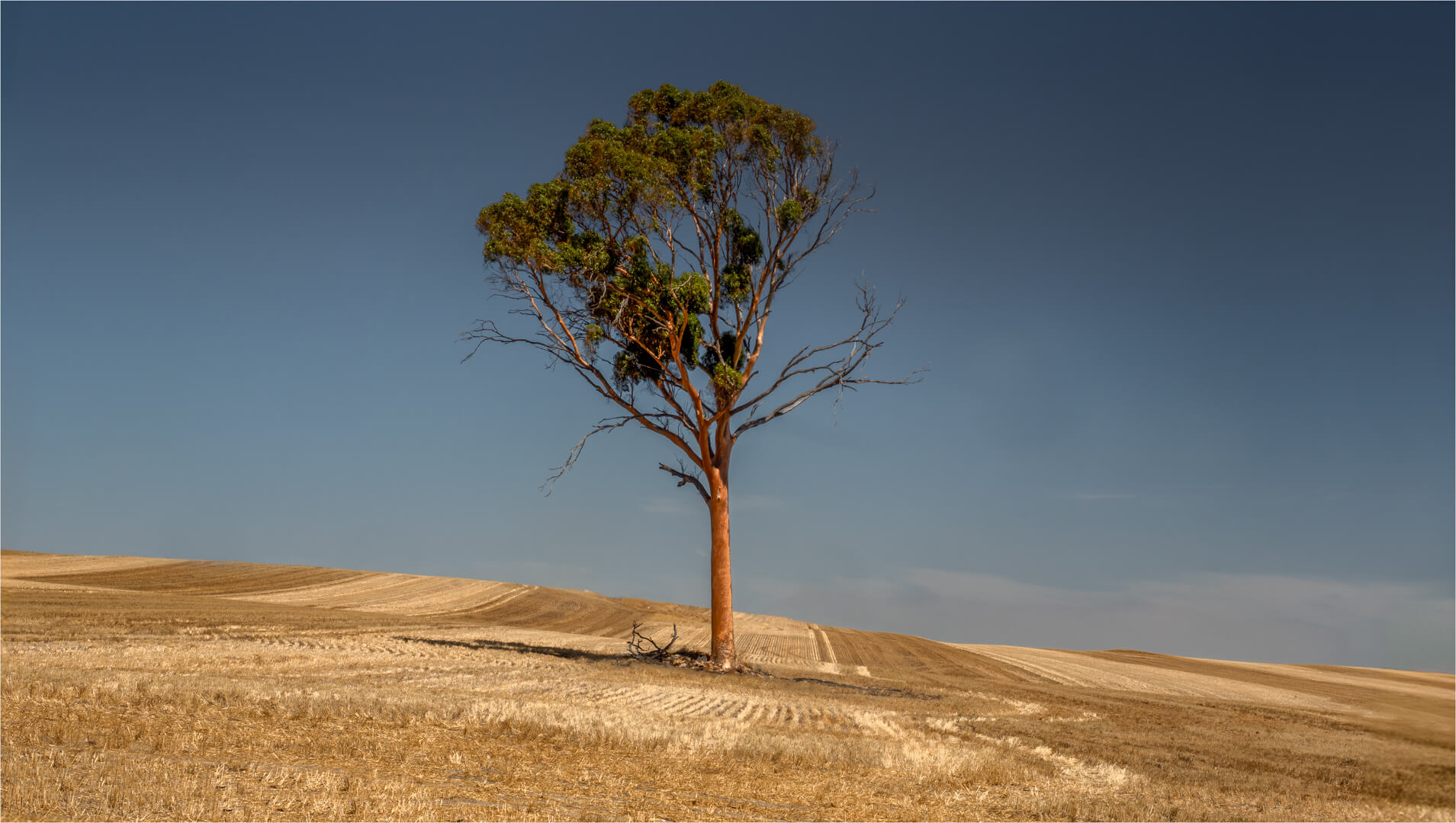 Honour For Digital Lonely Salmon Gum By Paul MacKay