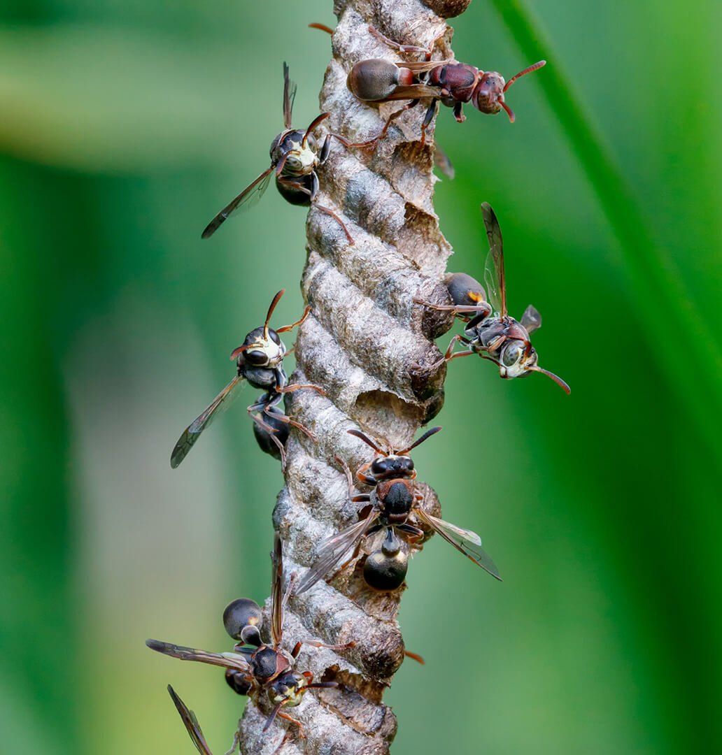 Honour For Digital Paper Wasps By Ann Smallegange