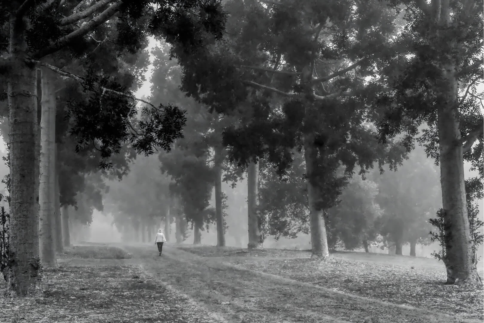 Merit For Digital C47 Lonely Fog By Robert Macfarlane