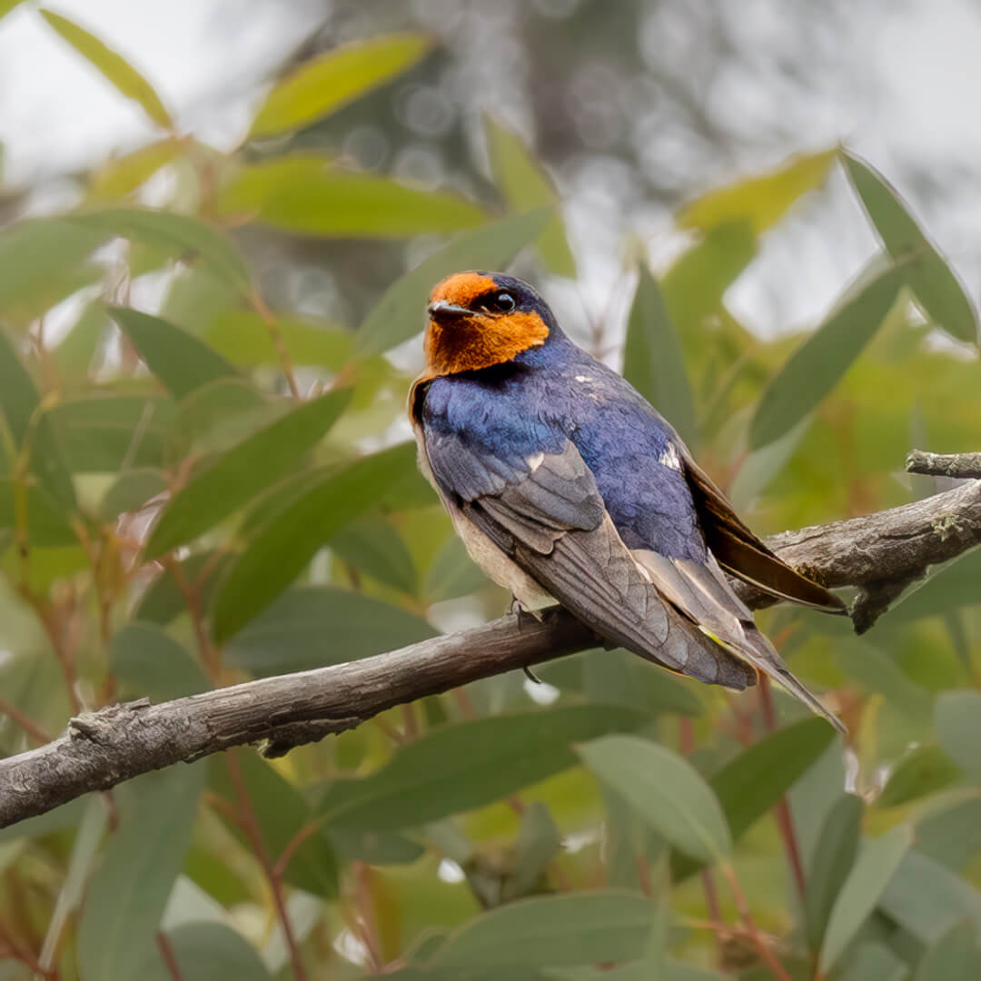 Merit For Digital Small Bird On Kangaroo Island By Margareta Dewilde