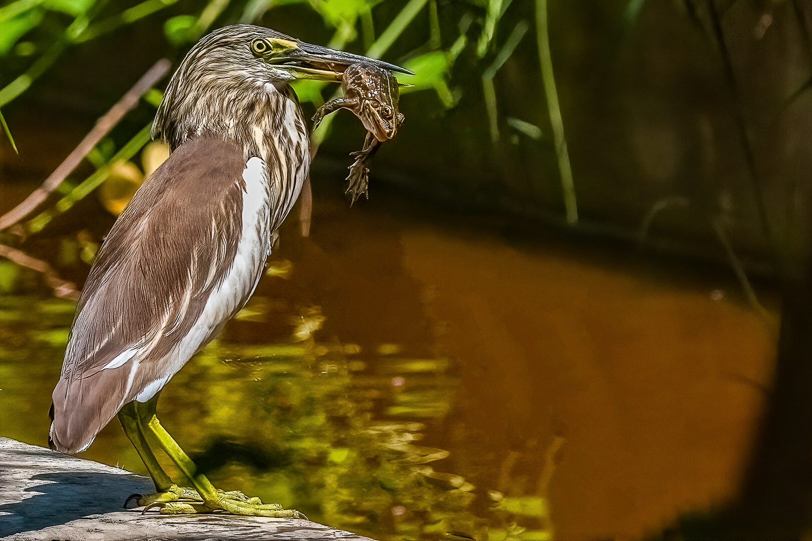 Merit For Print A Frog For Lunch ! By Swarna Wijesekera