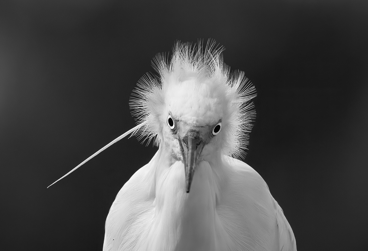 HC  For Digital  Annual 2 By Kerri Anne Cook