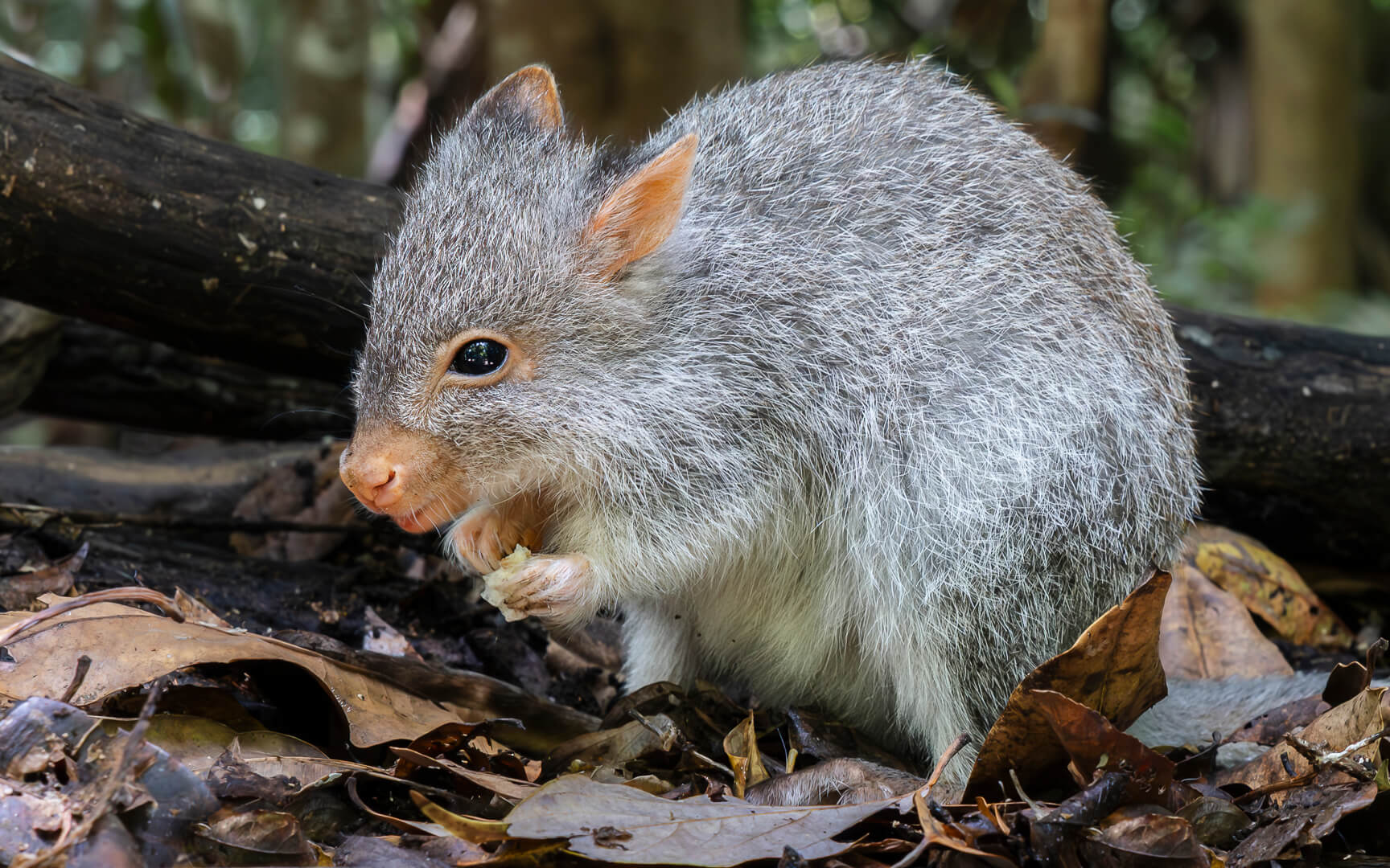 Honour For Digital Bettong By Hazel Sempf